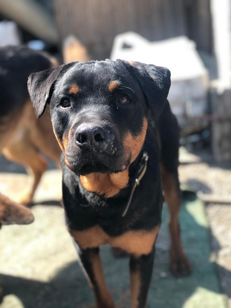 Спайк Великолепный!