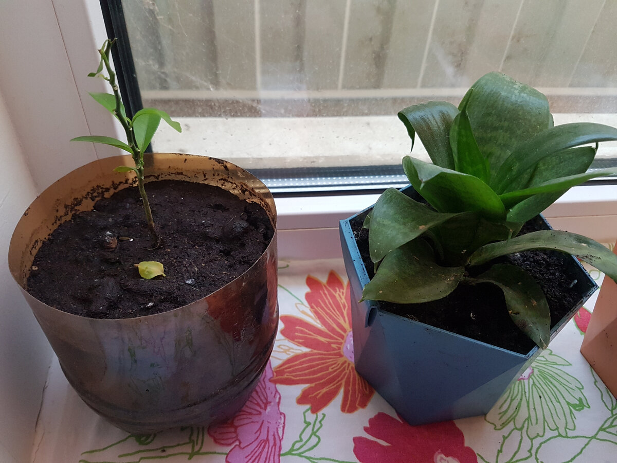 Семён Семёнович проводит психотерапию Игоряну. Фото автора