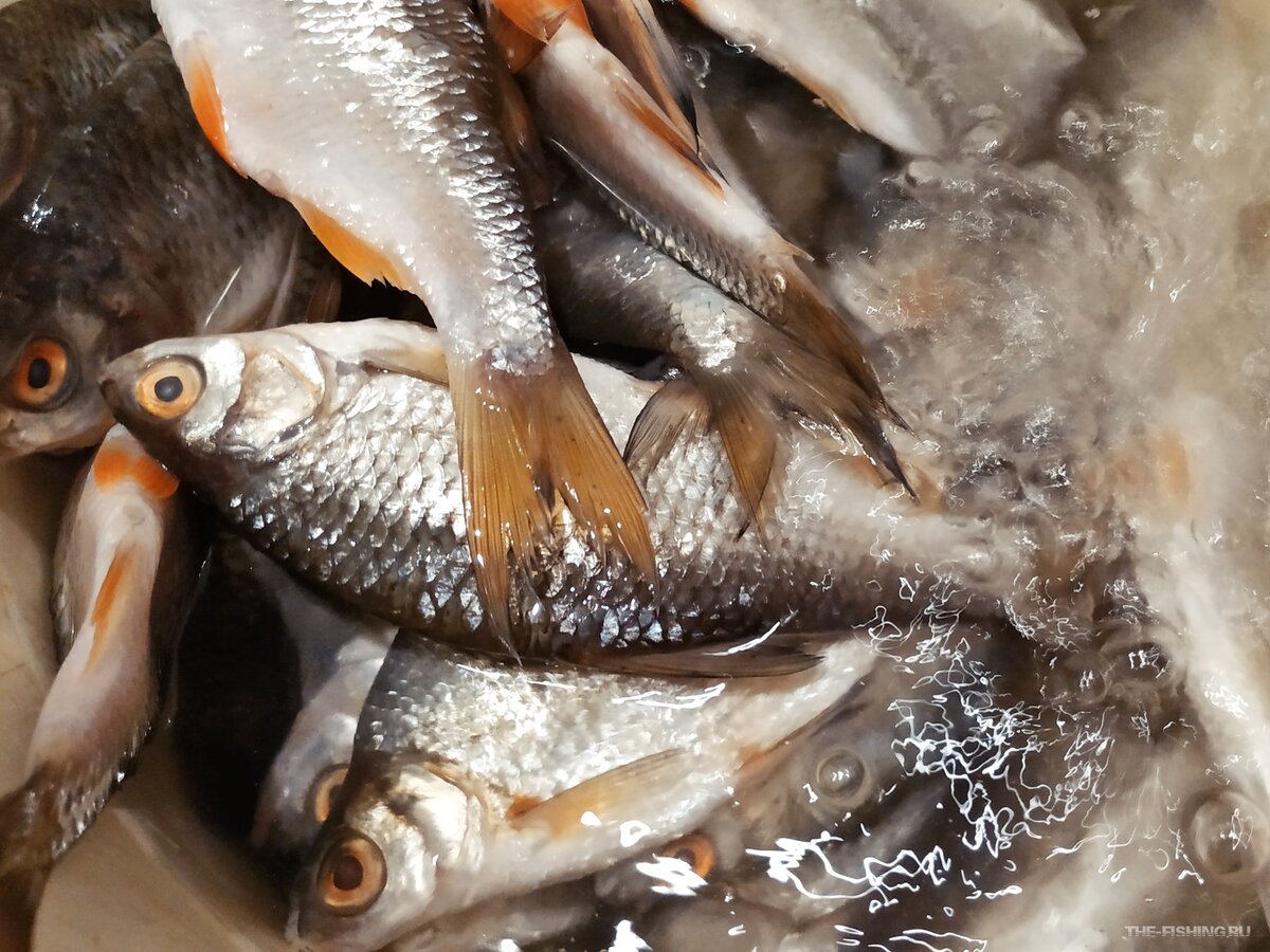Вымачивание рыбы после засолки перед сушкой. После засолки в соевом соусе надо рыбу промывать или нет. Вымочить рыбу после засолки