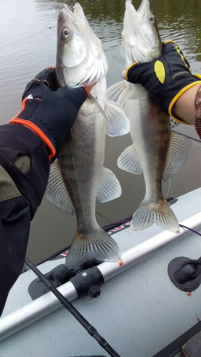 Джиговый дуплет(фото с разрешения автора)