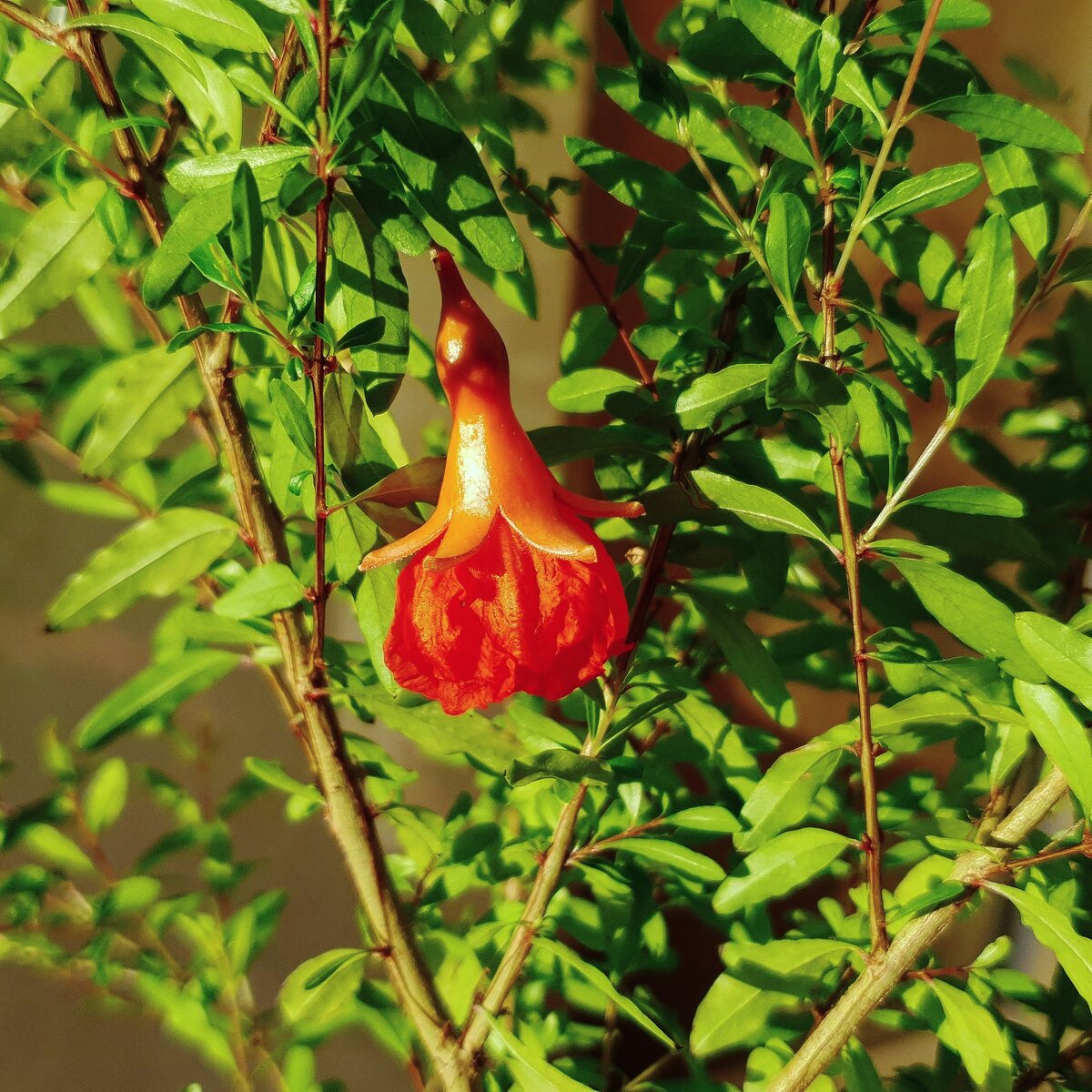 Фото Лужецкой Натальи цветет ее гранат 13 июля 2021 года