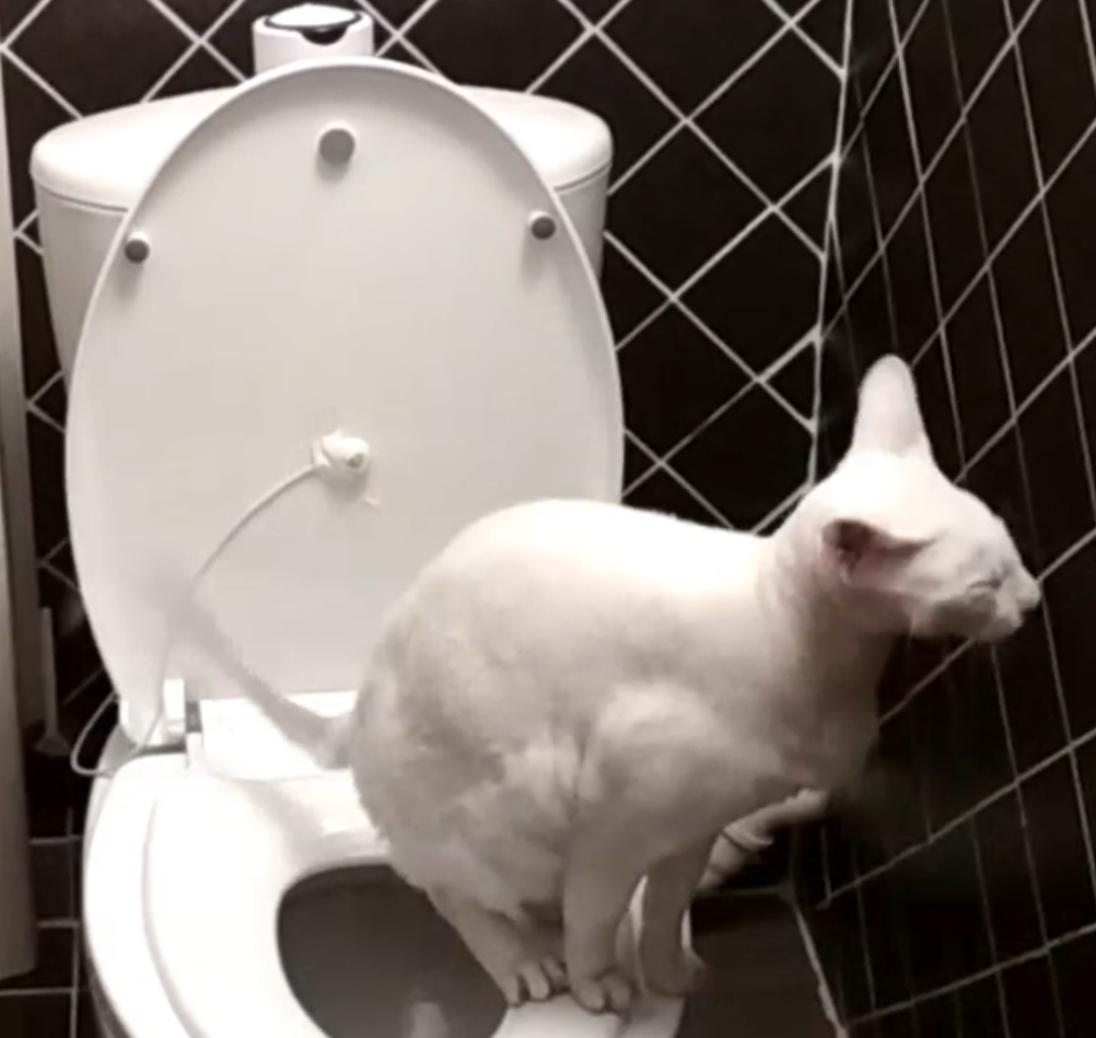 Датчик для кошки