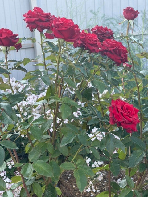 20 августа 2021г