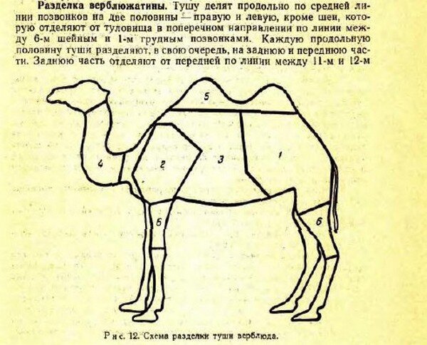 Как кулич стал пасхальной традицией: прочитайте отрывок из книги «Русская кухня»