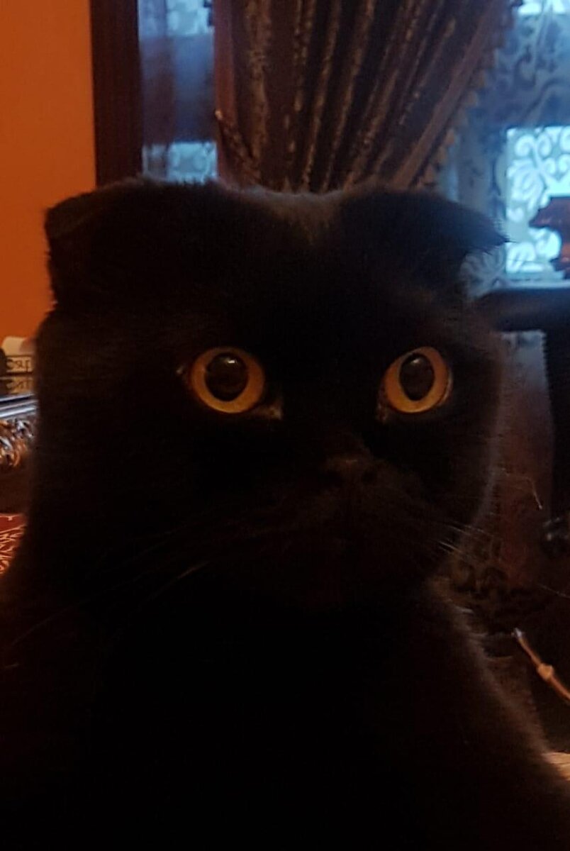 Мой кот ВАСИЛИЙ