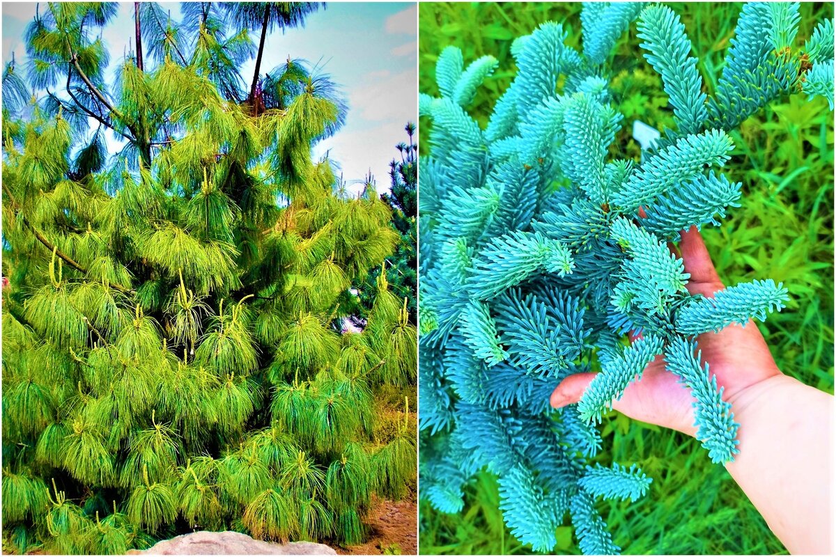 Сосна кедровая и пихта Procera Glauca с голубой хвоей. Фото автора.