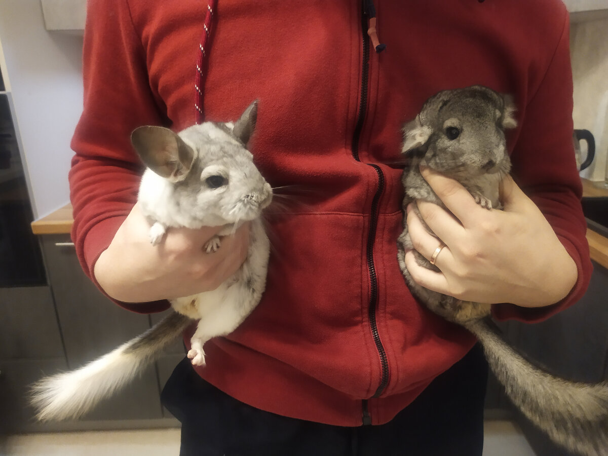 Слева самка 8 месяцев, а справа самец 2 года