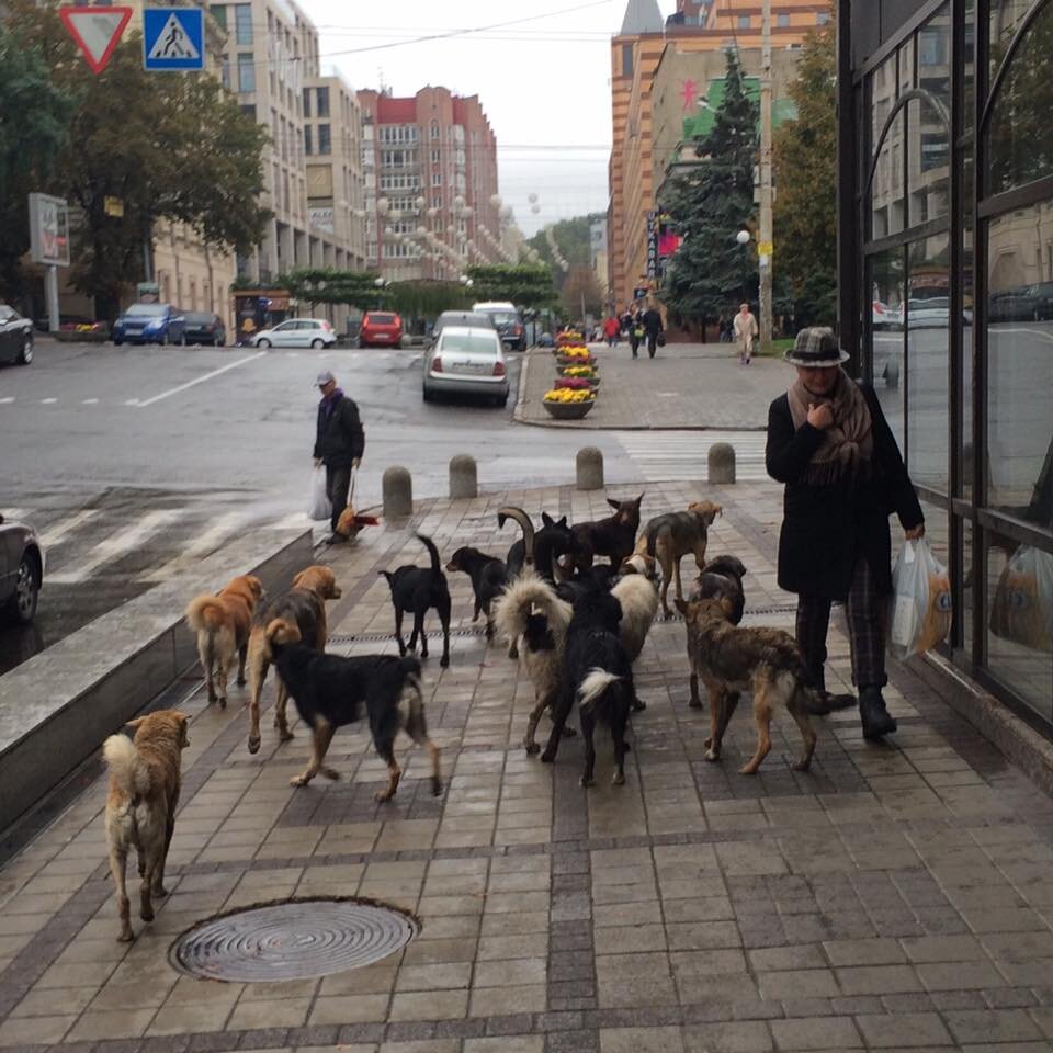 Фото бездомные собаки в городе