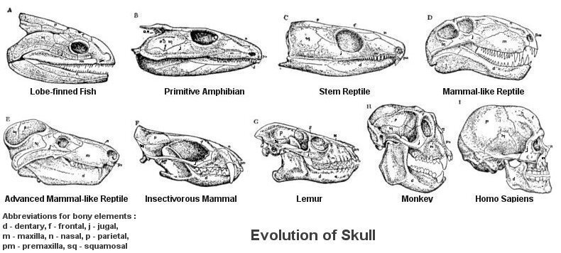 Схема черепа млекопитающих