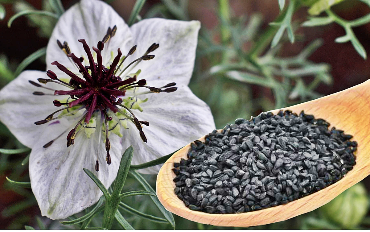 Почему семечки черные. Nigella Sativa (Чернушка посевная). Тмин нигелла. Калинджи черный тмин. Калинджи специя.