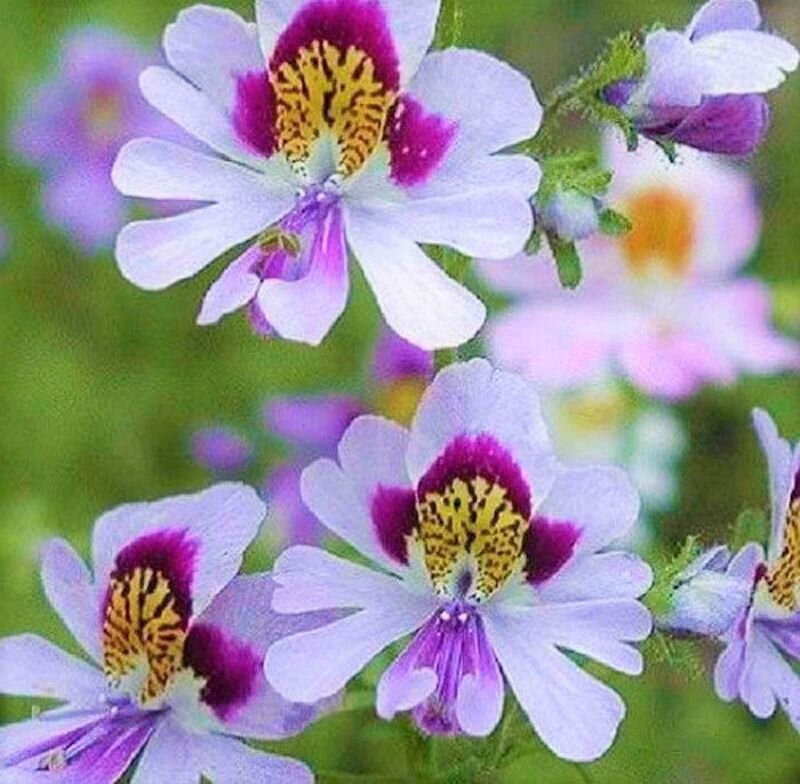  Цветок - бабочка. Фото с сайта: https://clck.ru/ZraiZ.