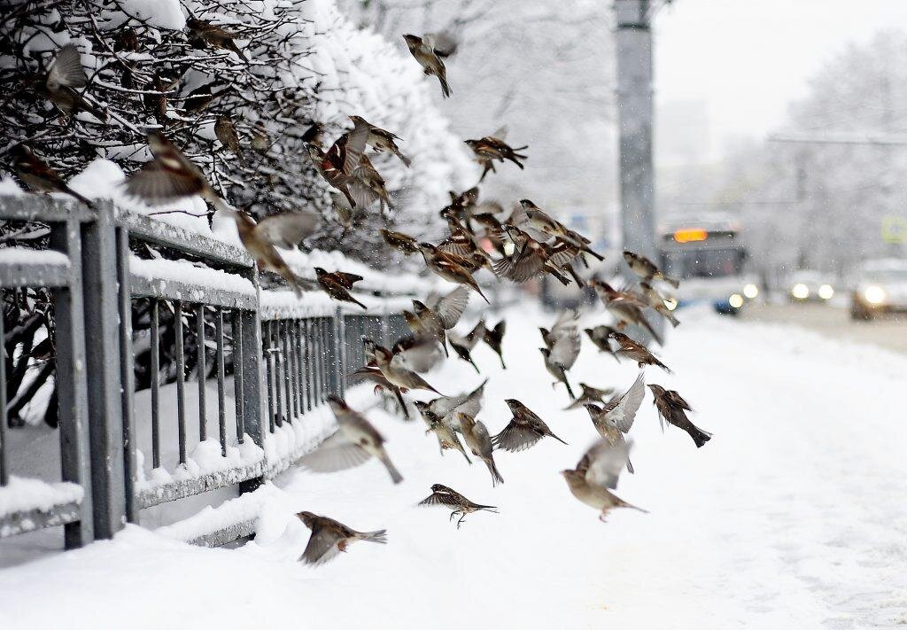 Фото- inform.moscow