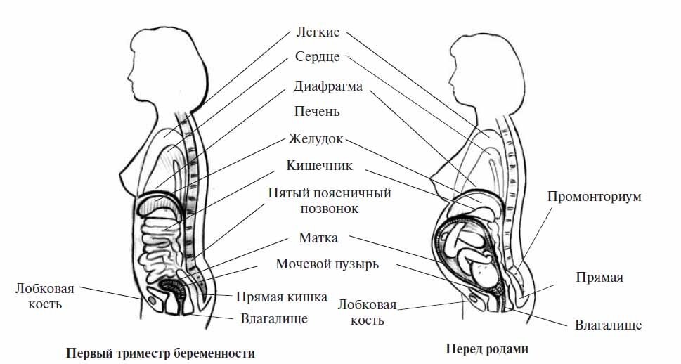 Живот рисунок анатомия