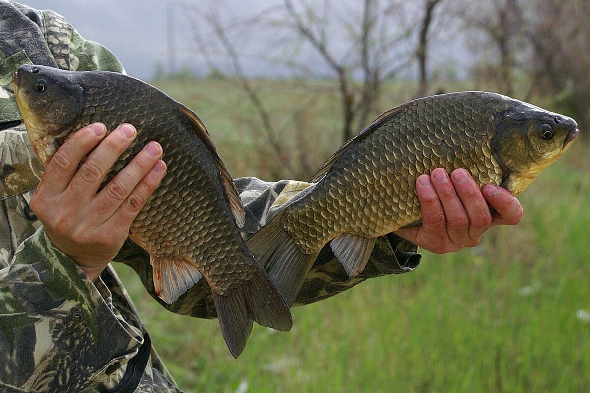 Весной можно хорошо половить крупного карася. Фото из открытых источников "Яндекс картинки"