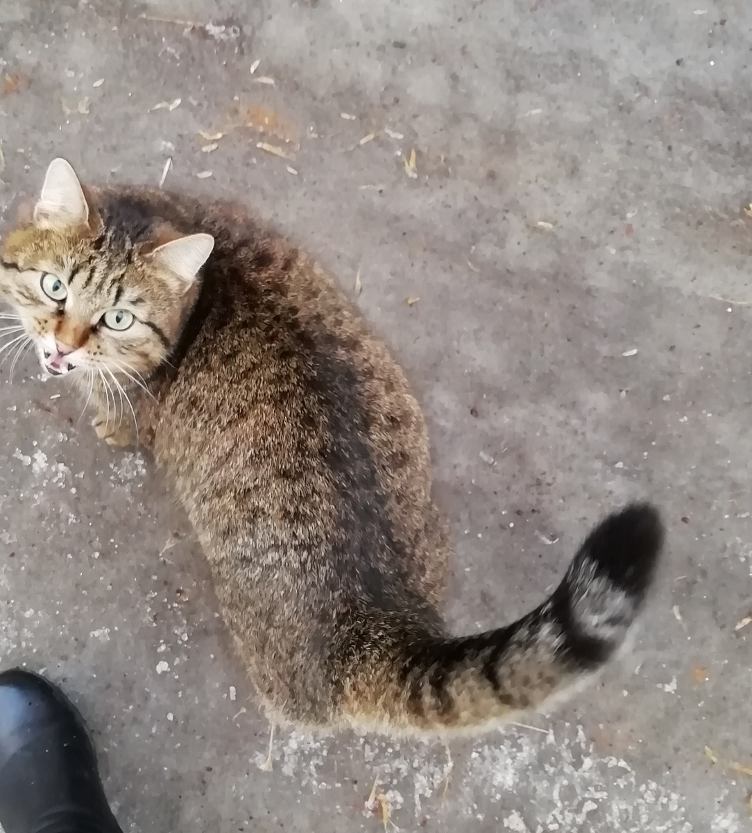 Вечно голодный кот