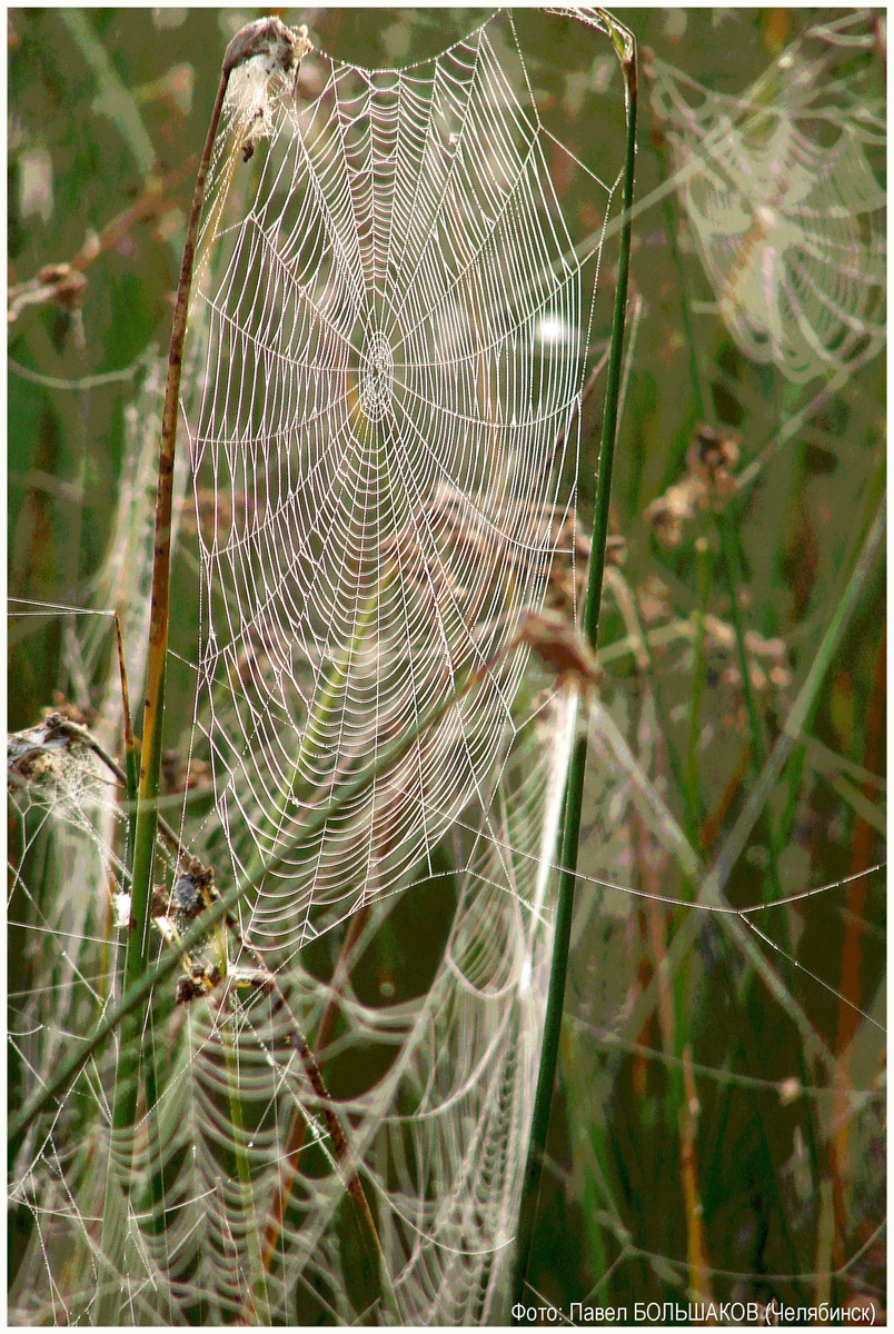 Фотография Павла Большакова