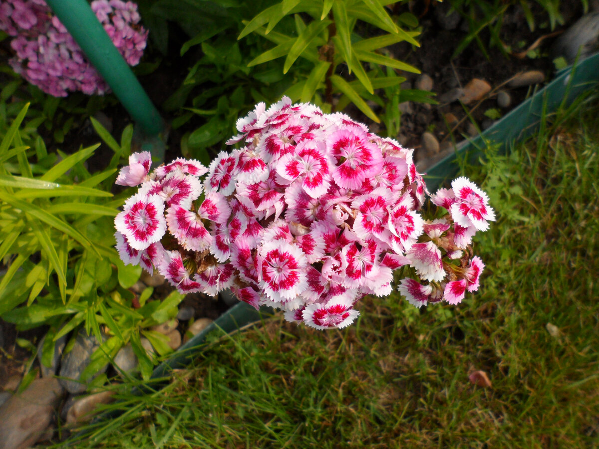 гвоздика турецкая