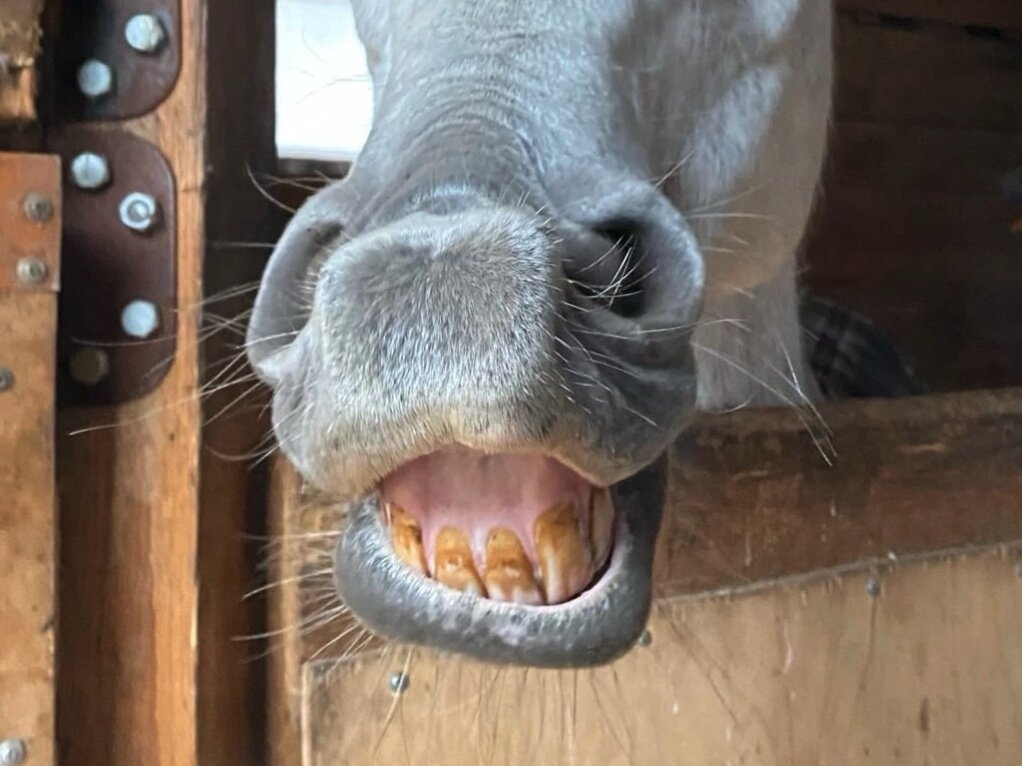 Натуральный цвет зубов у лошади.