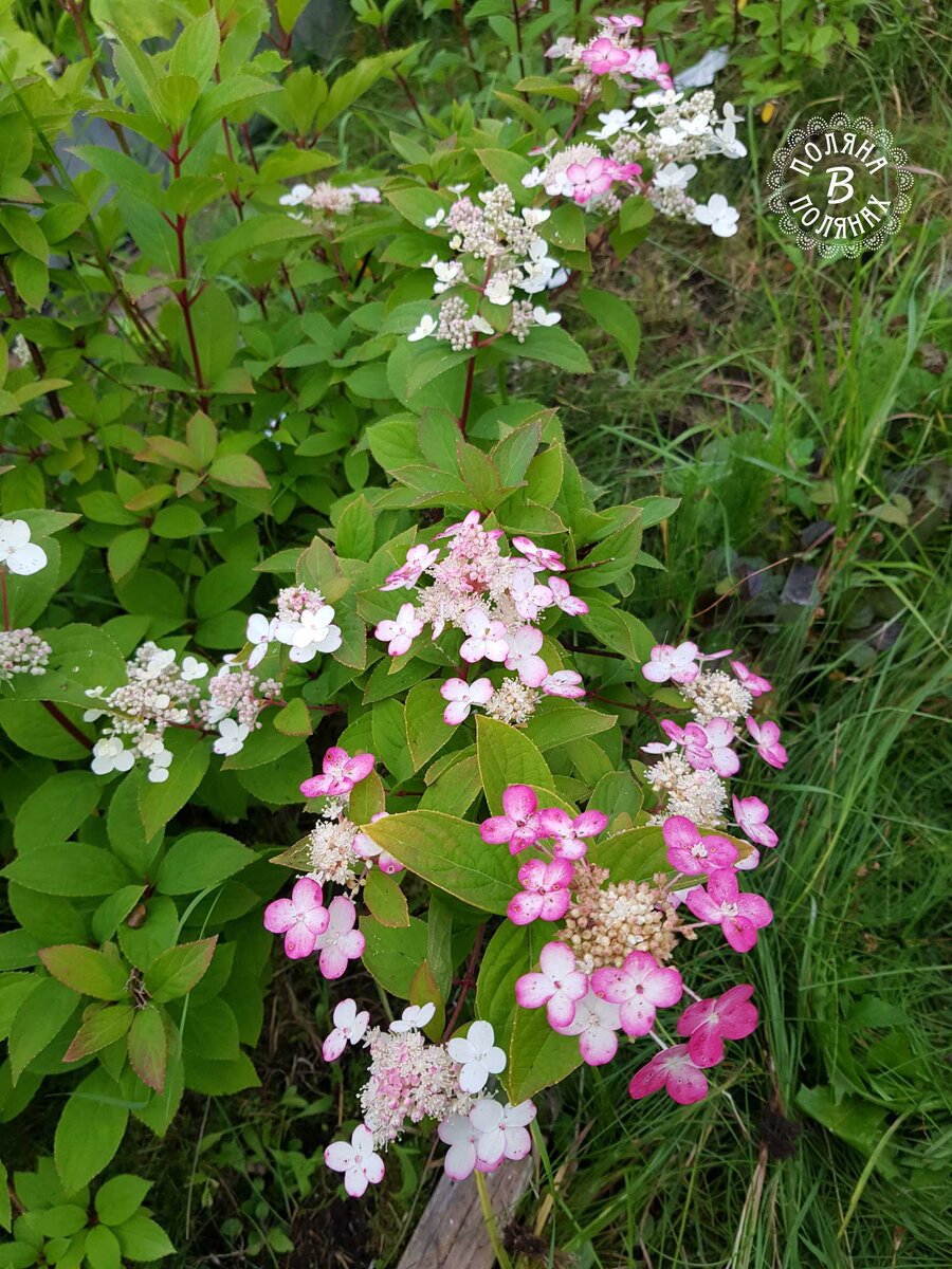 Вот такая была моя красавица, сорт Magical Flame