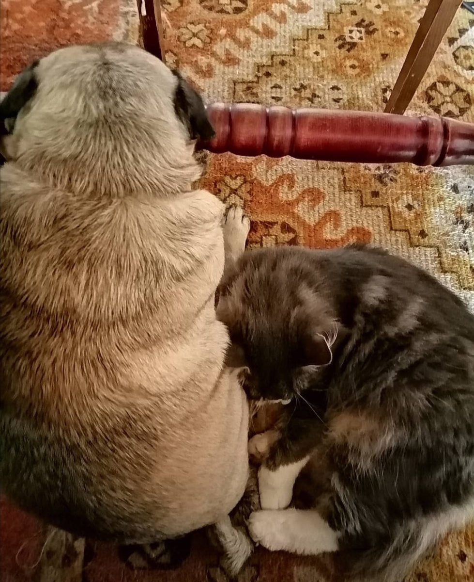 Дымок и мопс Ларри были очень дружны