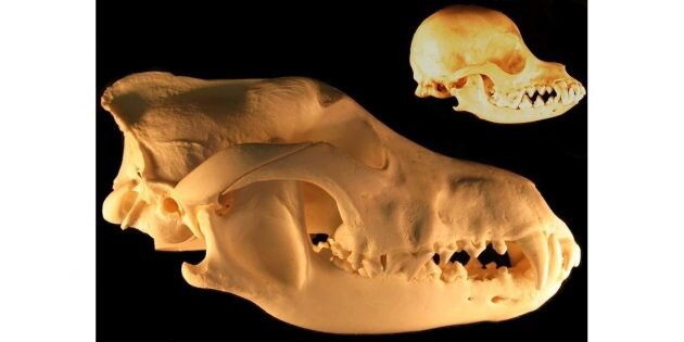Сравнение черепов серого волка и чихуа‑хуа. Фото: Dmccabe / Wikimedia Commons📷
