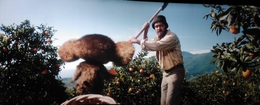 Ушастик ворует апельсины в Испании