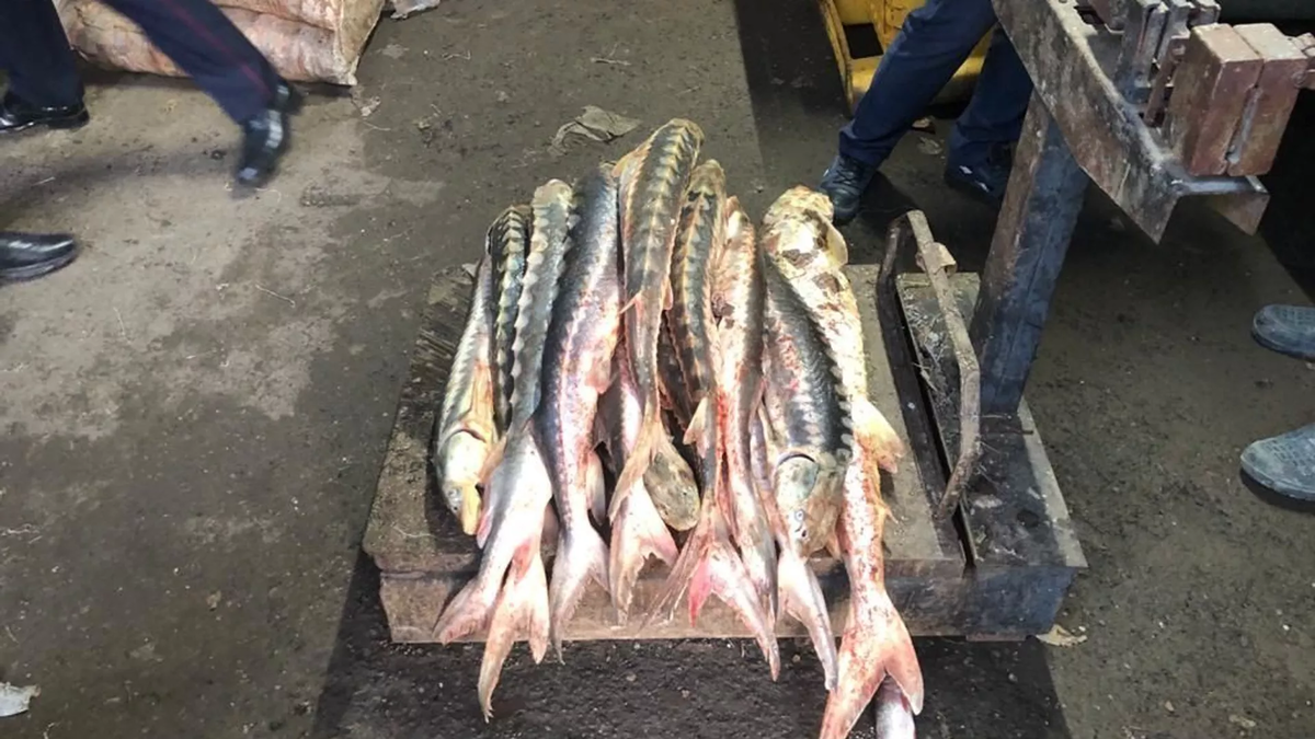 рыба маринка в казахстане