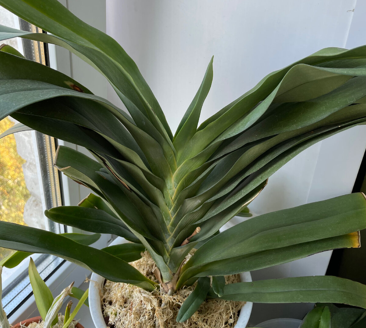 Ангрекум. Торчащая серая пимпочка, это и есть, неудавшийся цветонос.