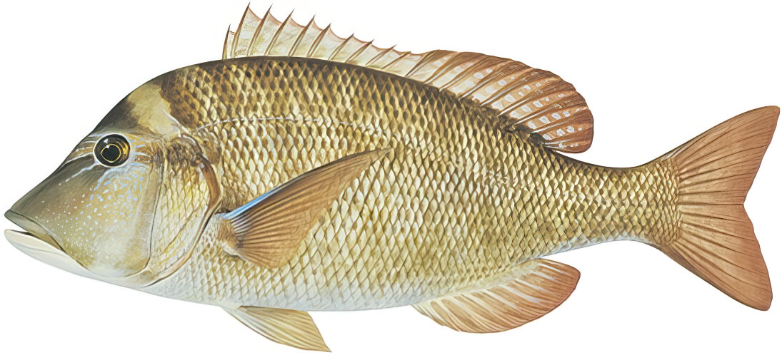 Lethrinus laticaudis