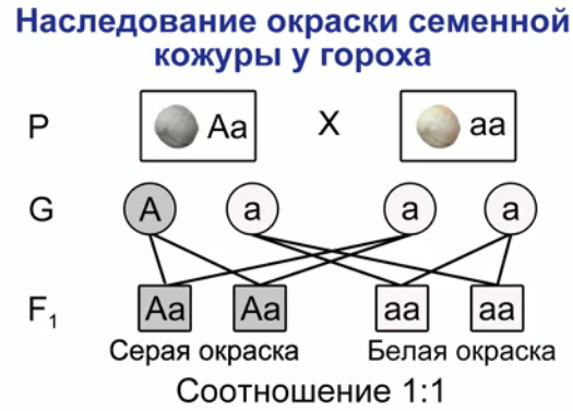 Укажите дигетерозиготный генотип