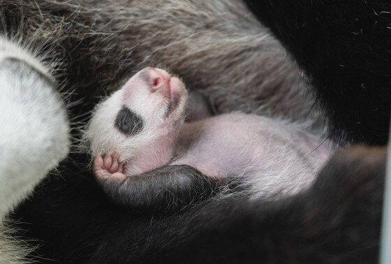    24 сентября детёнышу панды, родившемуся в Московском зоопарке, исполнился месяц