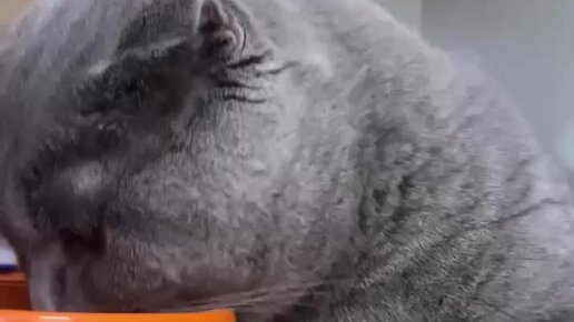 БиоВет: все о домашних животных из сети ветеринарных клиник | Кот по ...