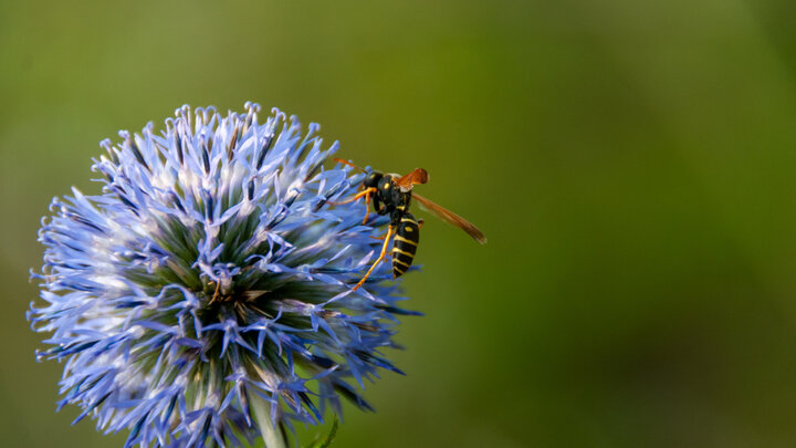 ФОТО: © SVETLANA VOZMILOVA/GLOBALLOOKPRESS