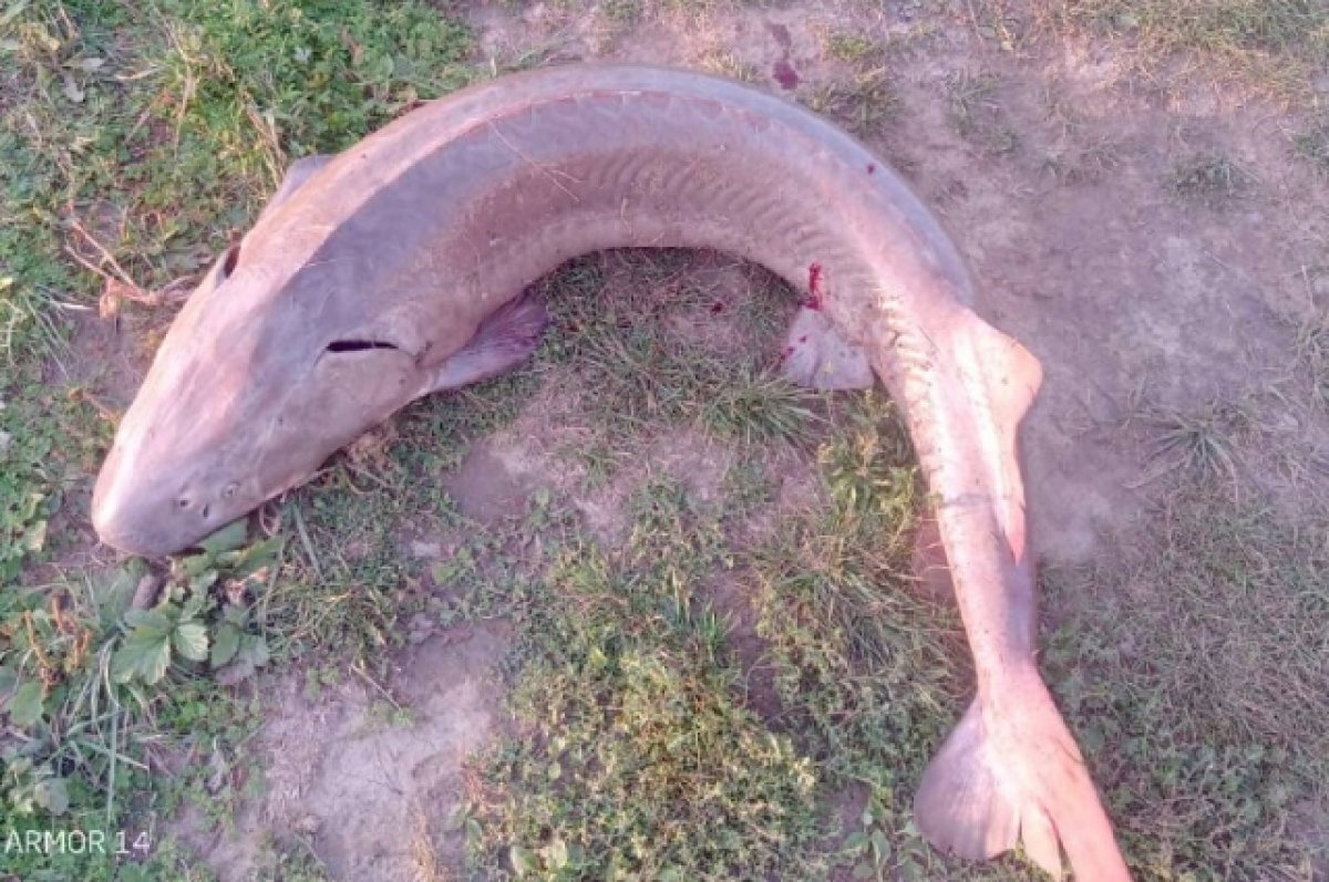    За редкую рыбу весом 30 кг тюменца оштрафовали на 450 тысяч рублей