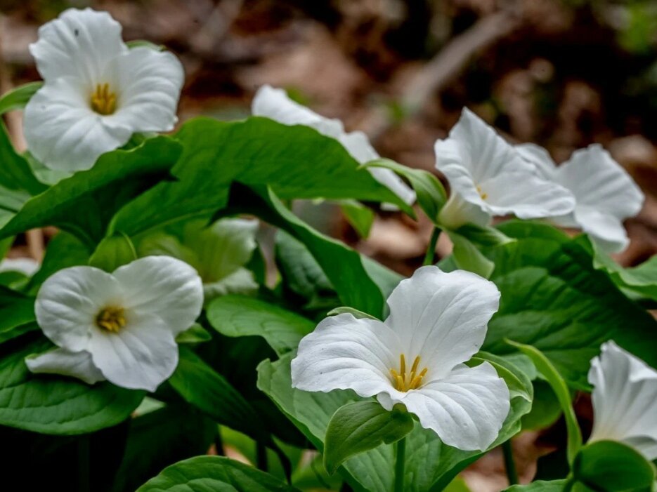 Триллиум крупноцветковый