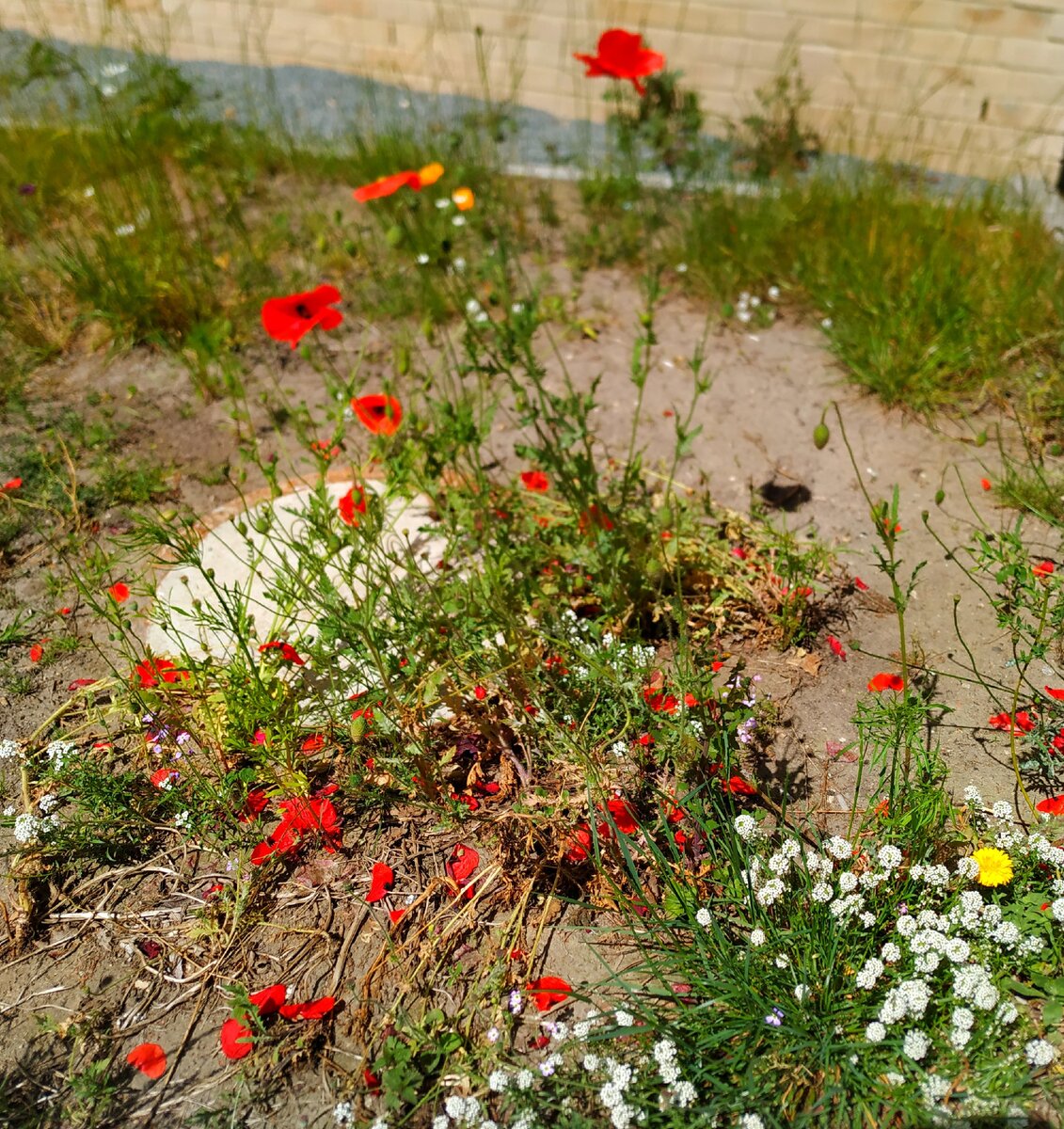 Летом обещали аномальную жару. А я и сейчас заметила, что солнце без конца светит.