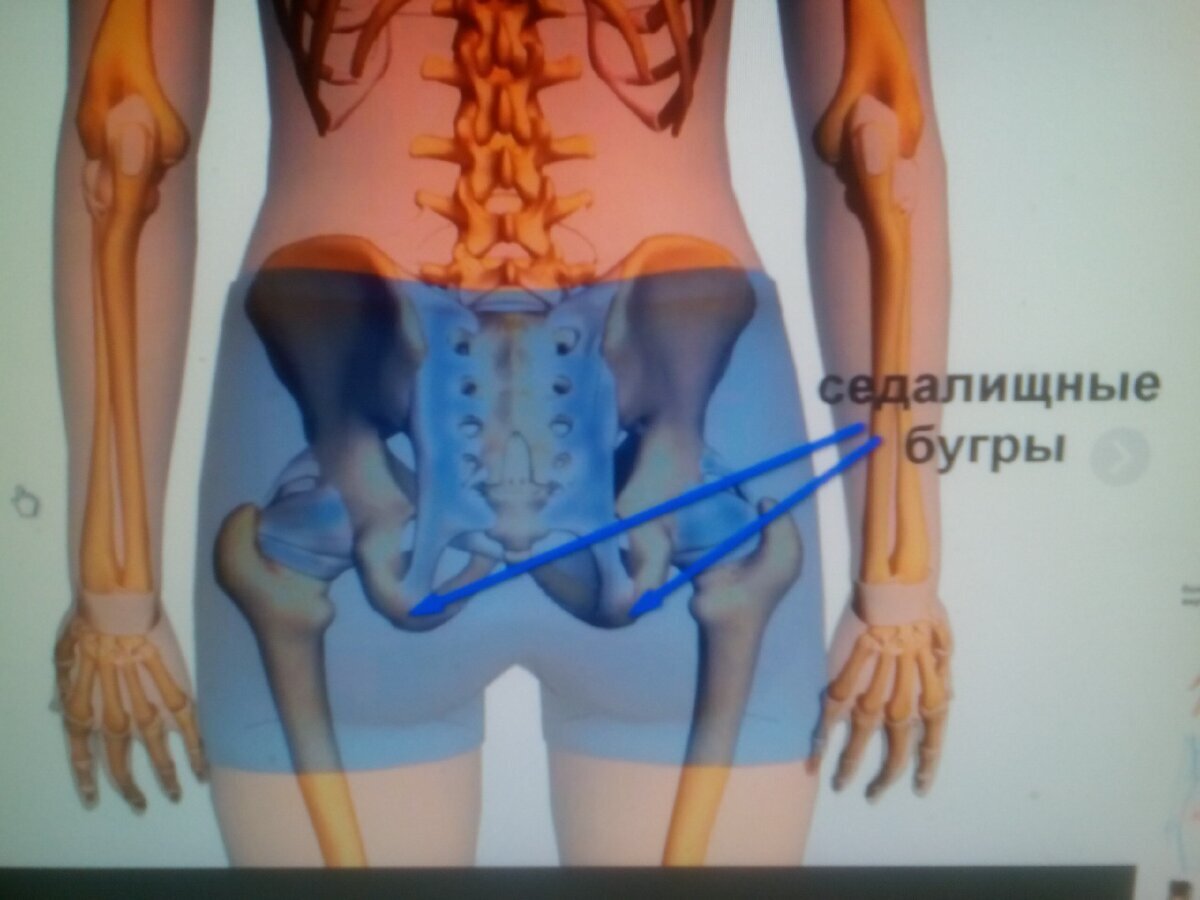 Строение таза седалищная кость. Подвздошная кость лобковая кость. Лобковая кость анатомия строение. Седалищная кость верхняя и нижняя ветви. Седалищная кость седалищный бугор.