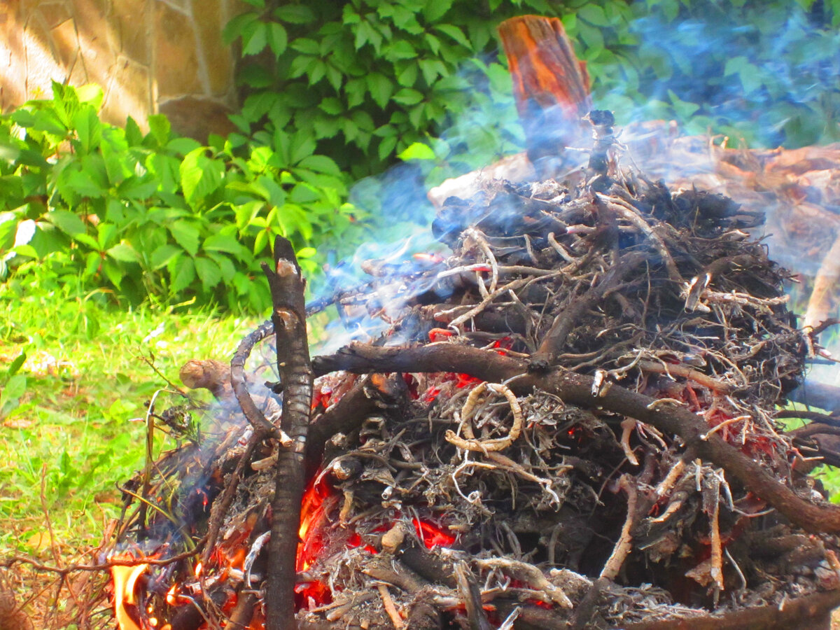 Вот даже сейчас вглядываюсь и думаю, что вон тот изогнутый "крендельком" корешок я бы куда-нибудь точно пристроила! 