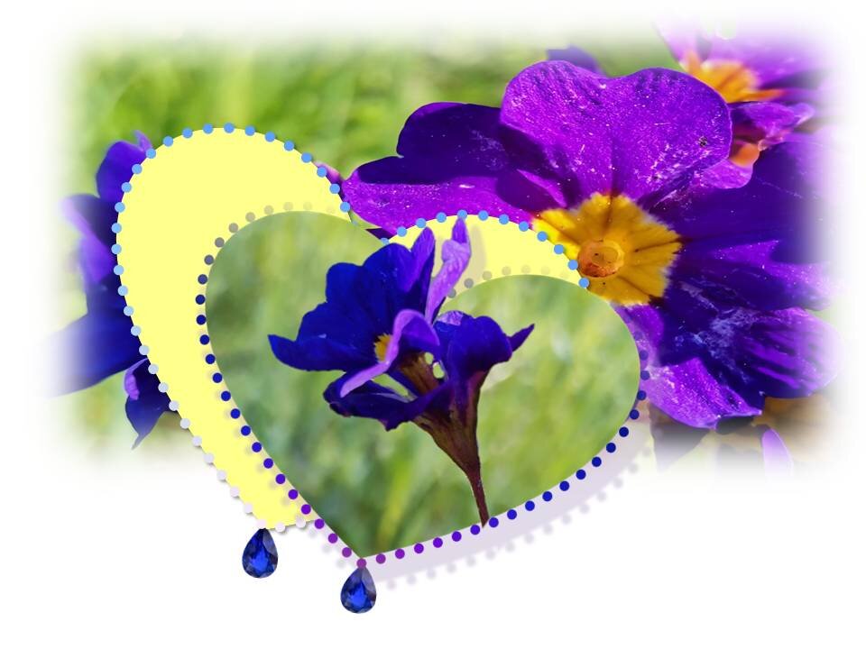 Примула "Ты и я"