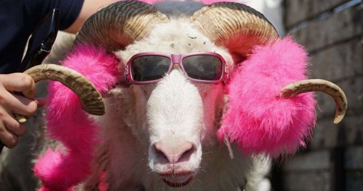 Яндекс Картинки  