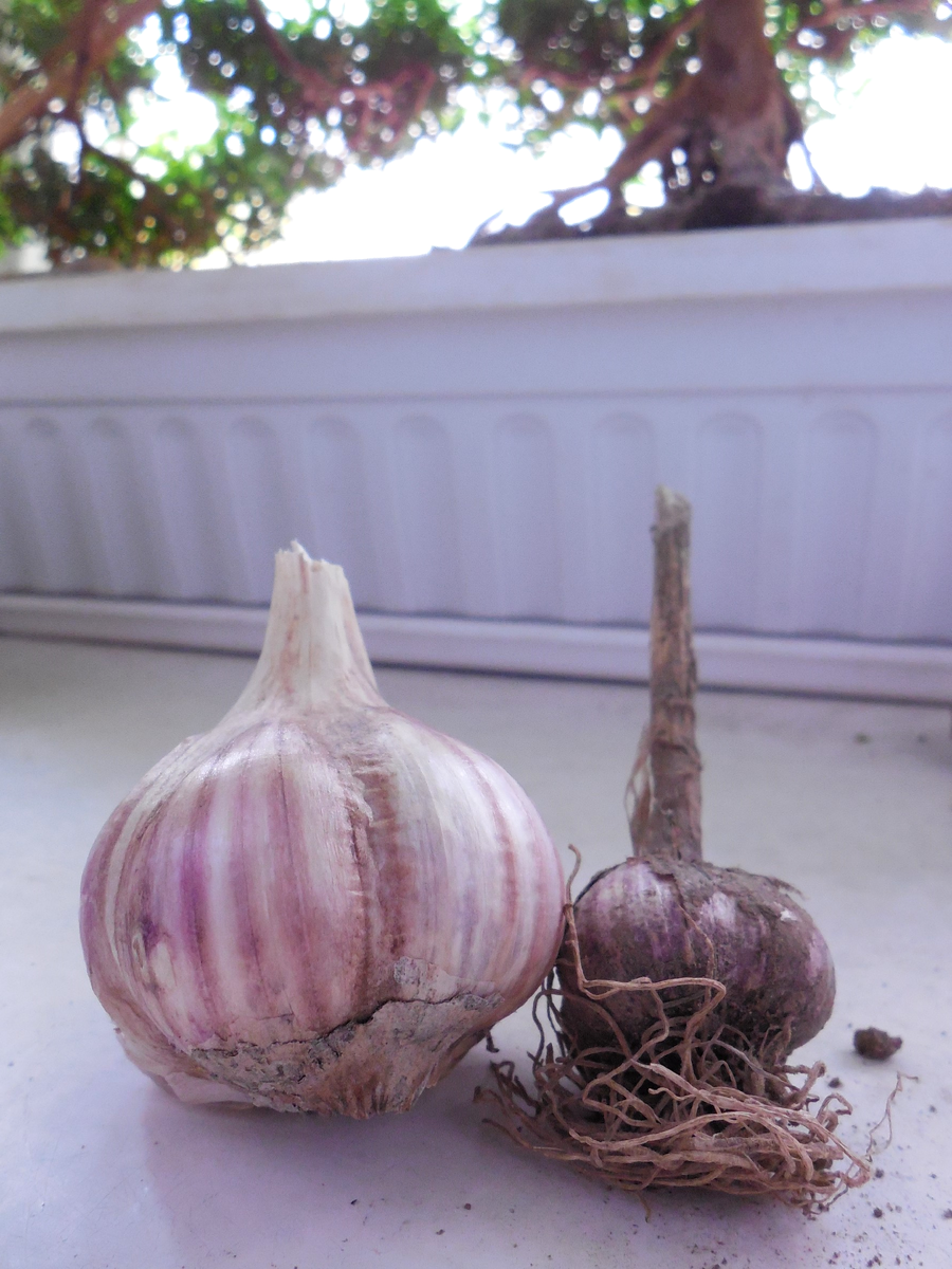 Догадываетесь, какой чеснок с нашей дачи?