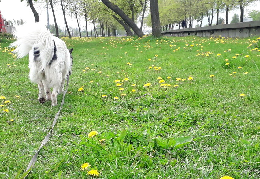 Тот самый наглый хвост)