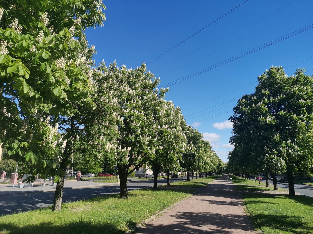 Каштановая аллея в Питере | Природа Санкт-Петербурга | Дзен