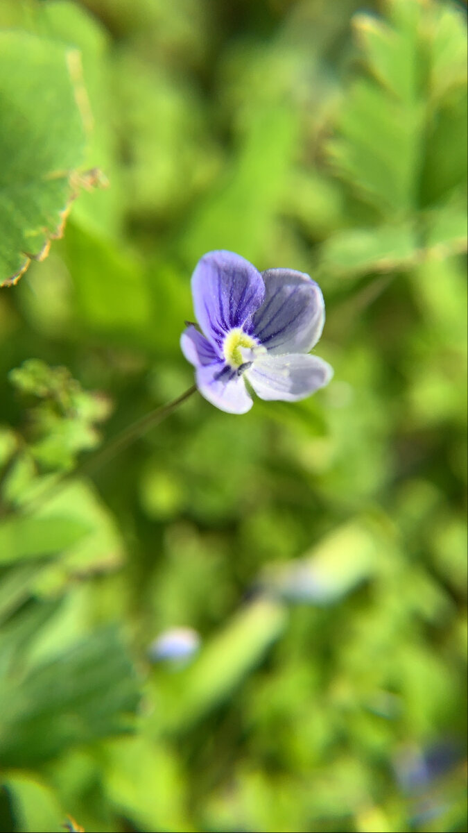 Анютины глазки? 