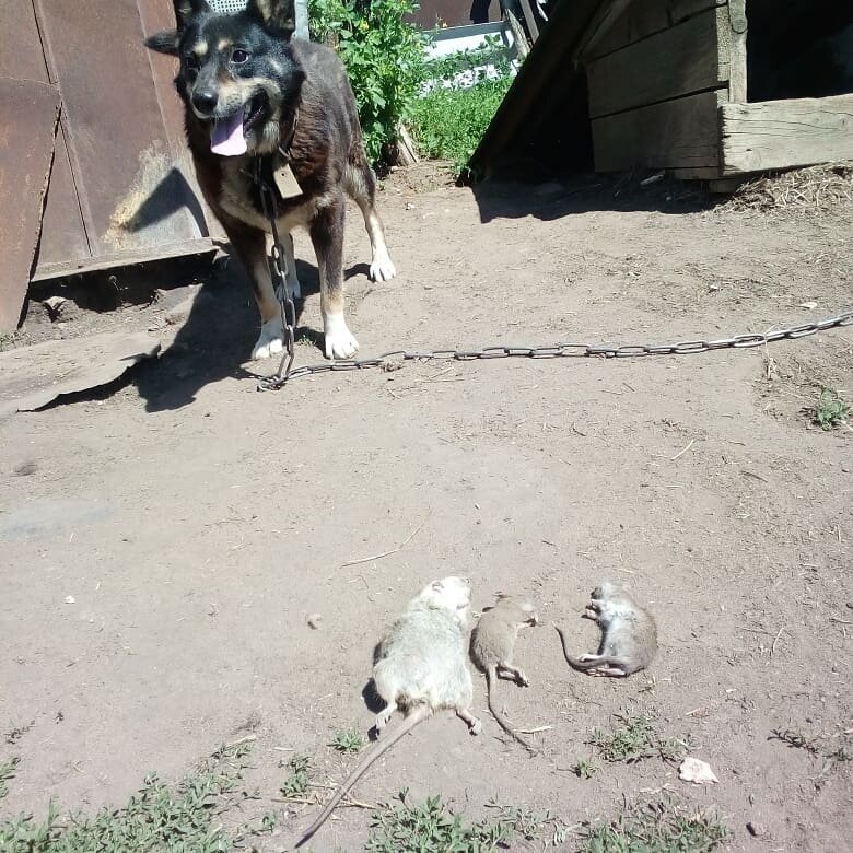 На страже порядка, мышь не проскочит!