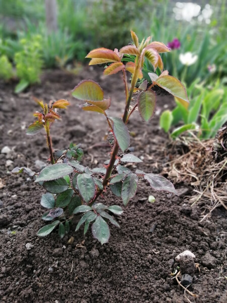 Фото автора.