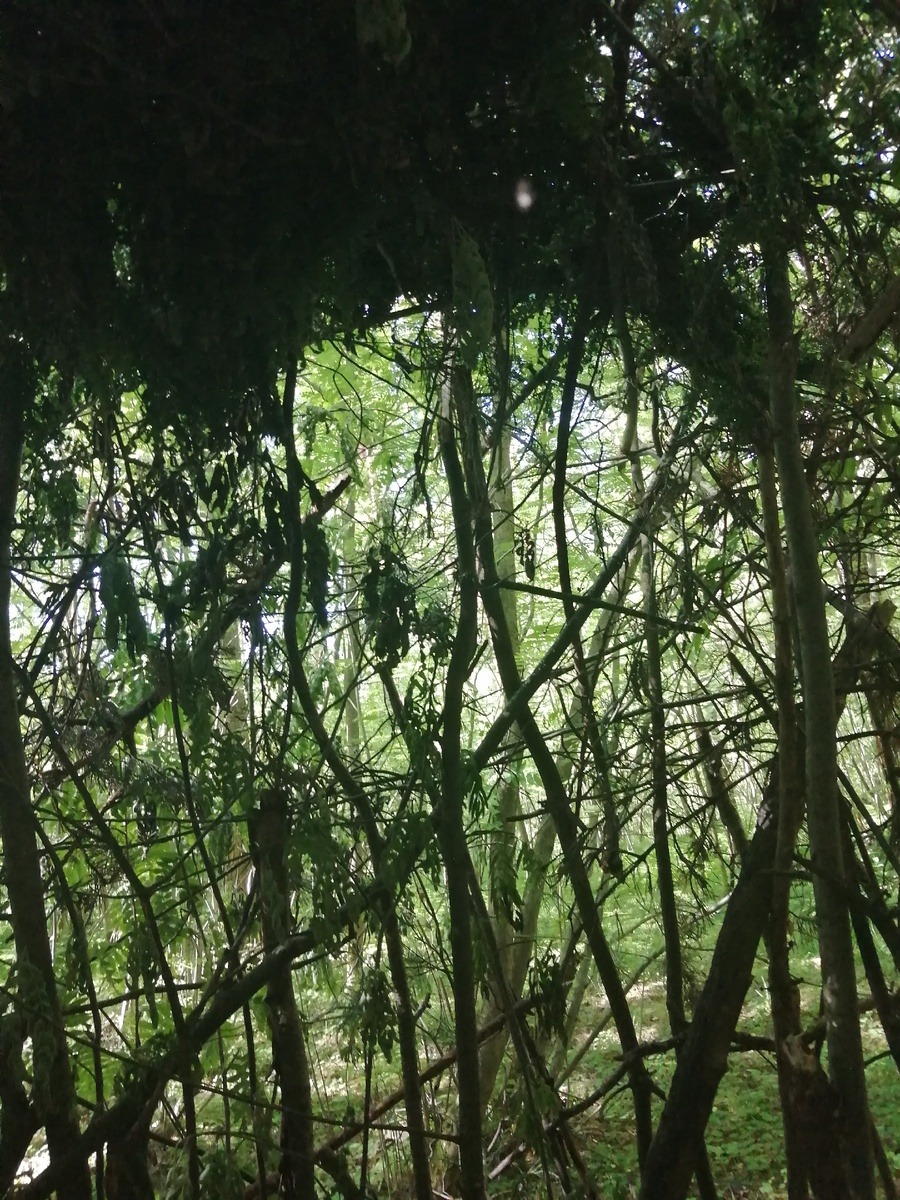 Так шалаш выглядит изнутри