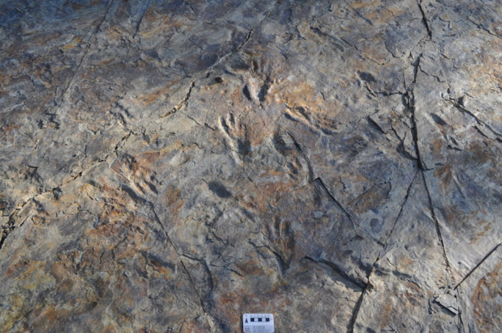 Следы древних крокодилов, обнаруженные учеными из Квинслендского университета Источник изображения: Seul Mi Bae