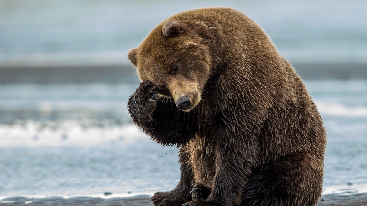 из открытых источников