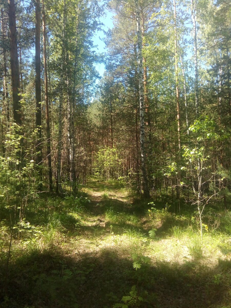 Дорога под просекой